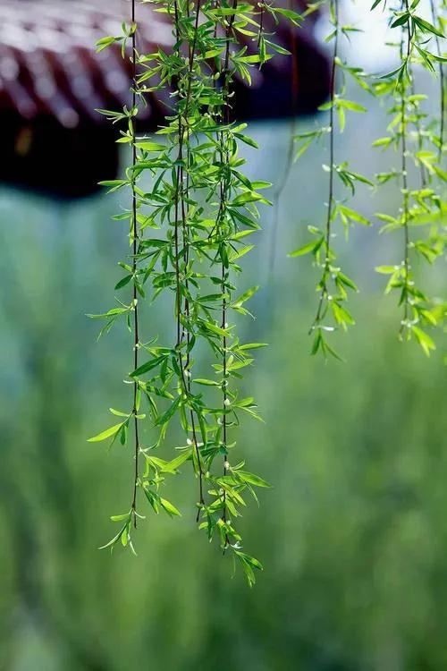 #下联：秋月秋花喜满心，诚邀上联#上联：春风春雨润无声，笑迎佳节共欢歌。
