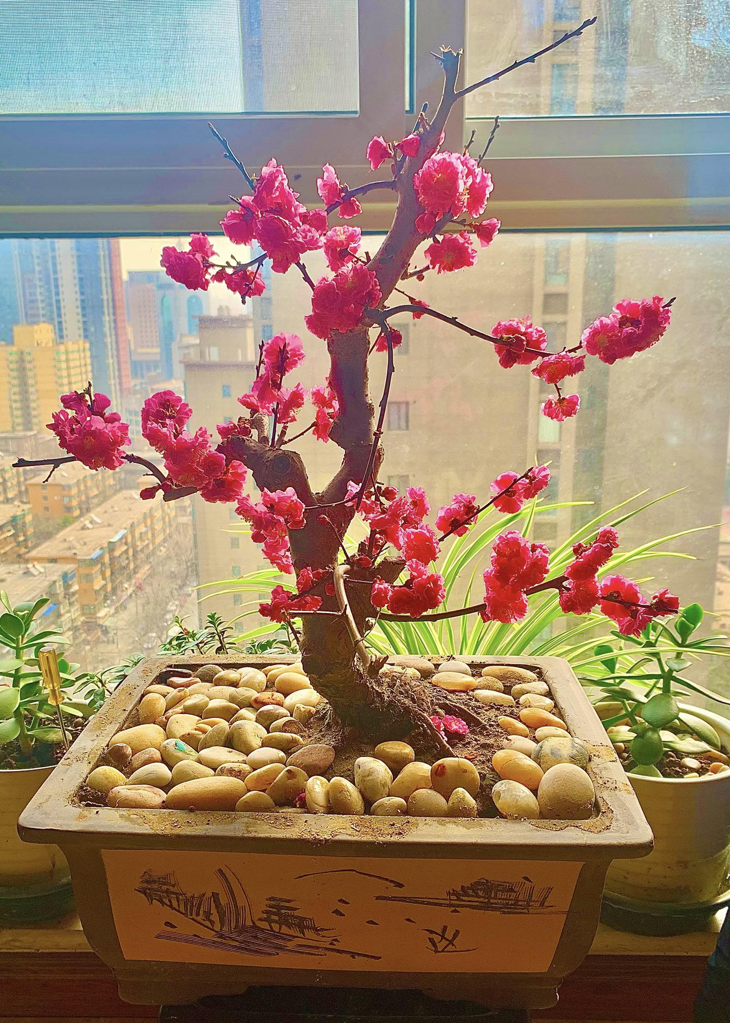 家养的红梅花。