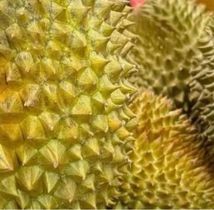 榴莲的种植方法一、选种与育苗选择果肉饱满、成熟度高的榴莲种子，洗净后浸泡清水1-