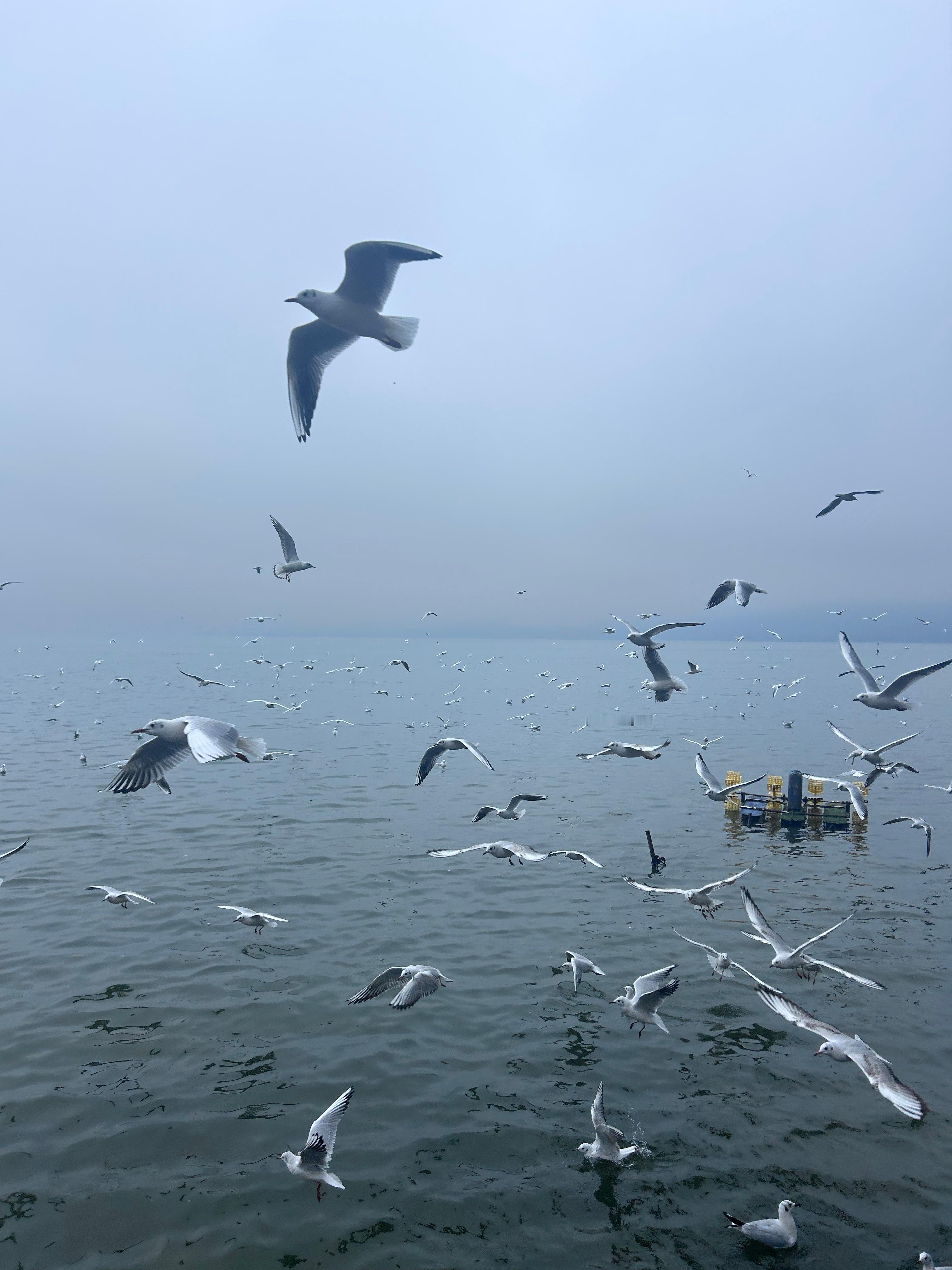 海鸥如约而至 