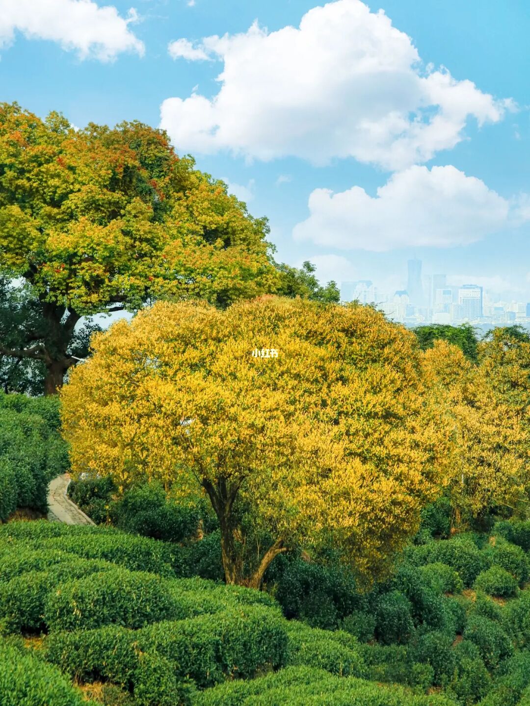 提前收藏，一份超全的杭州9月赏桂花地图🗺️
