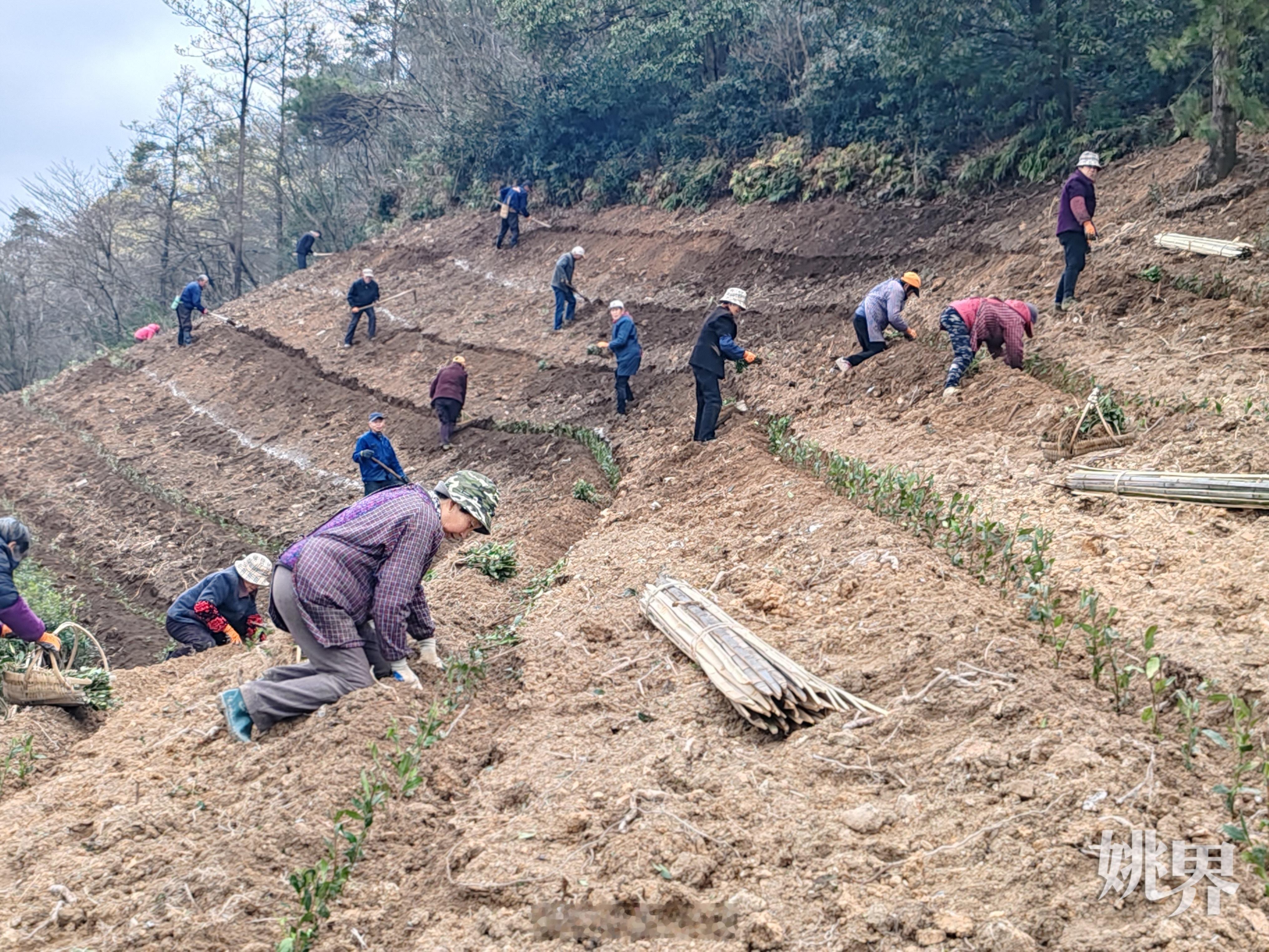 【余姚鹿亭乡白茶基地火力全开 ，生态与钱包齐 “涨”！】3月11日，余姚鹿亭乡高