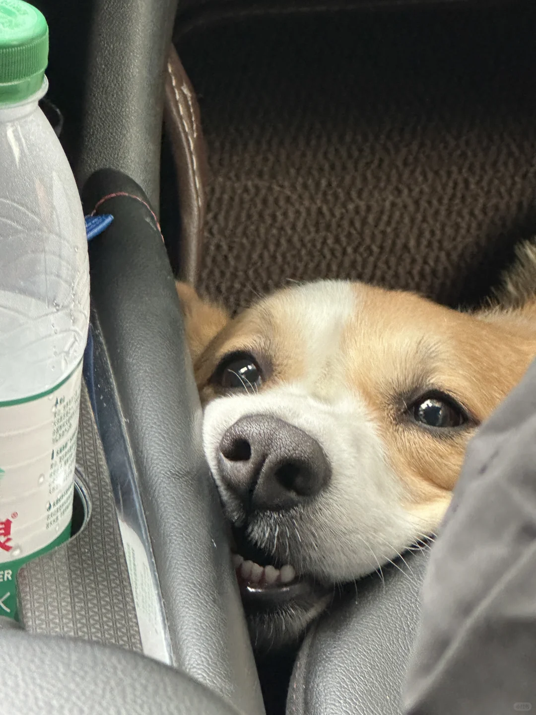 疯玩之后变丑狗