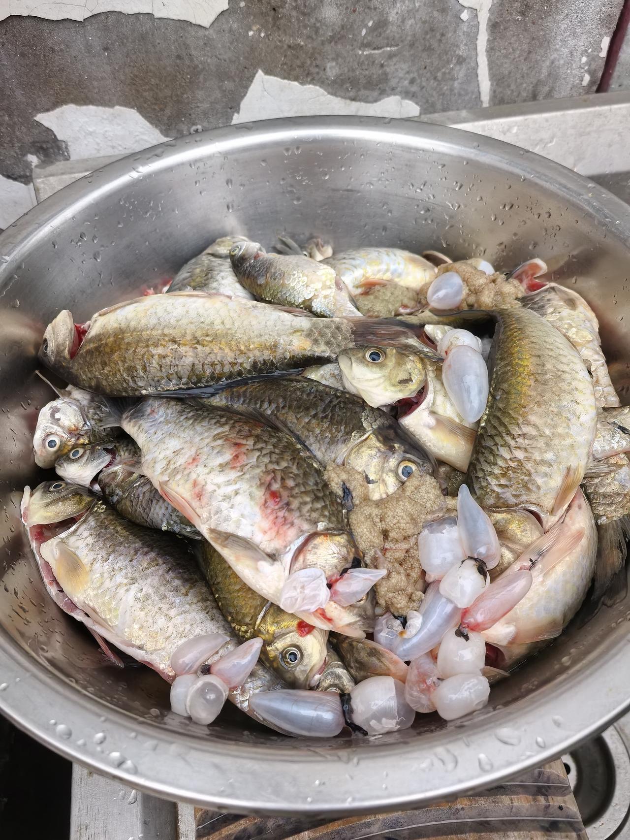 干水利工程最大的好处就是野生鱼不断，这不挖机一铲子下去竟然捞出那么多鲫鱼，明眼人