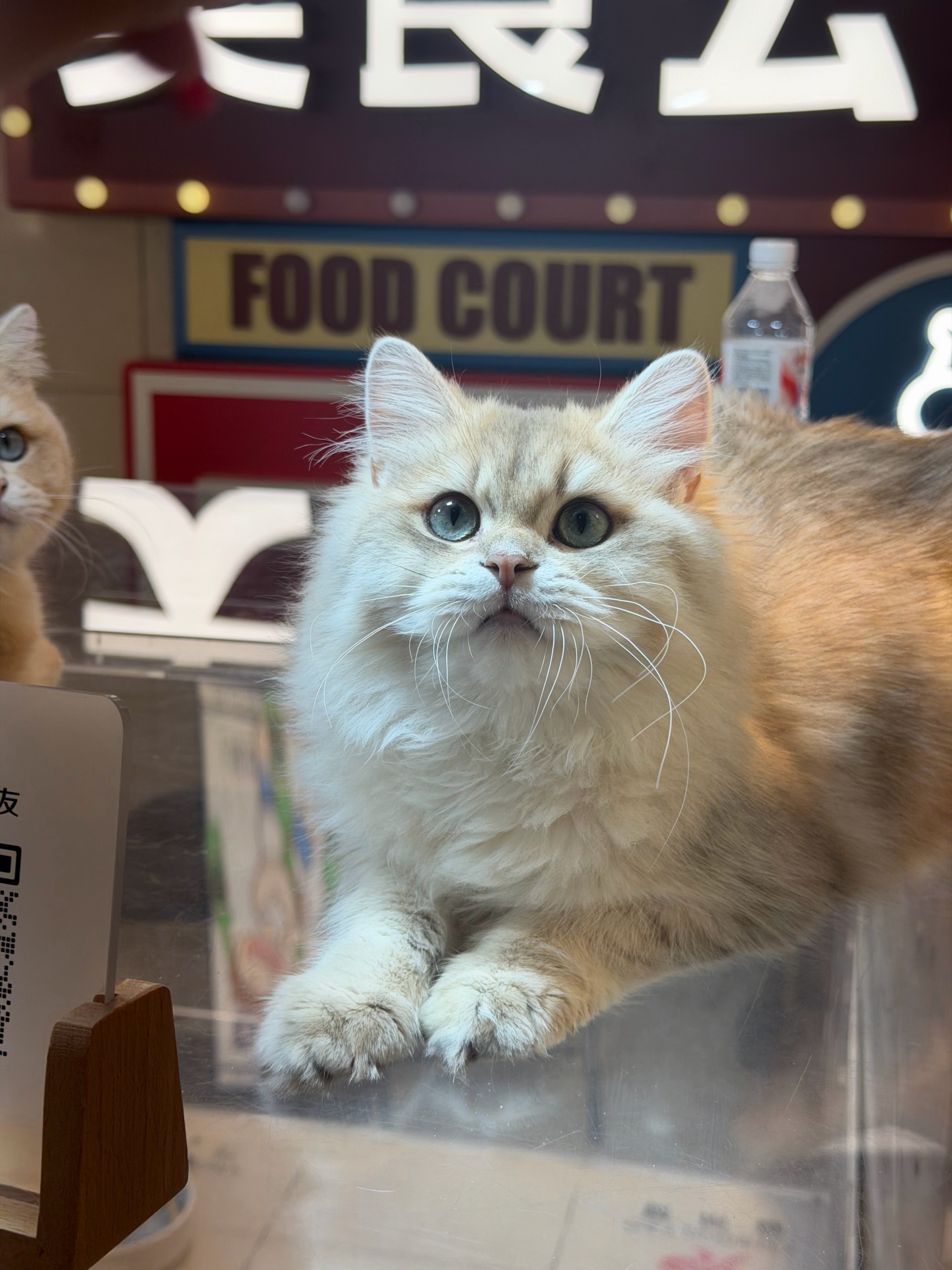 现在有点嫌弃我家大多了，只会吃了睡睡了吃睡姿