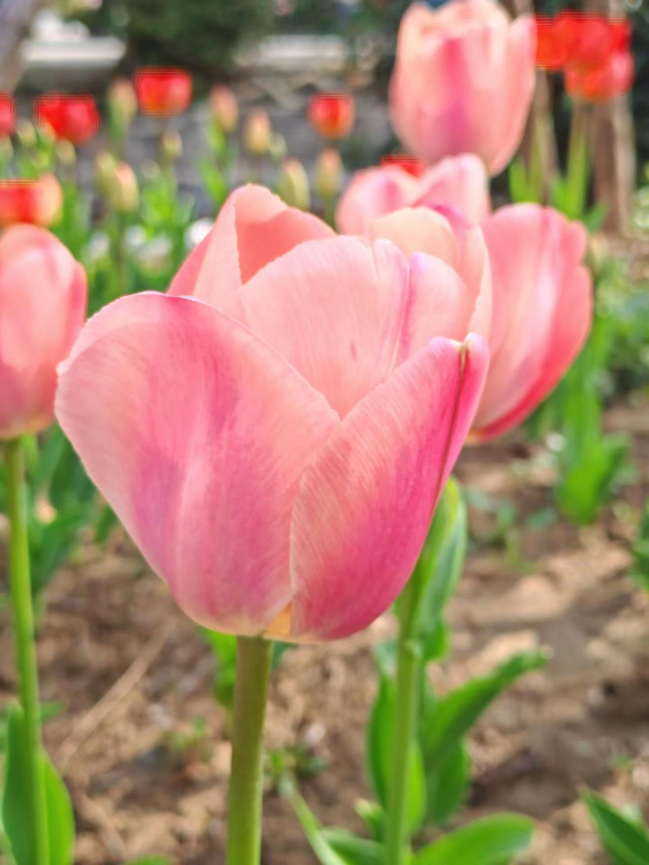 用镜头定格春日的美景 创作者中心 创作灵感 郁金香 郁金香花海