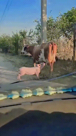 完了完了，被看见了
要不要把这个崽子踹出去……