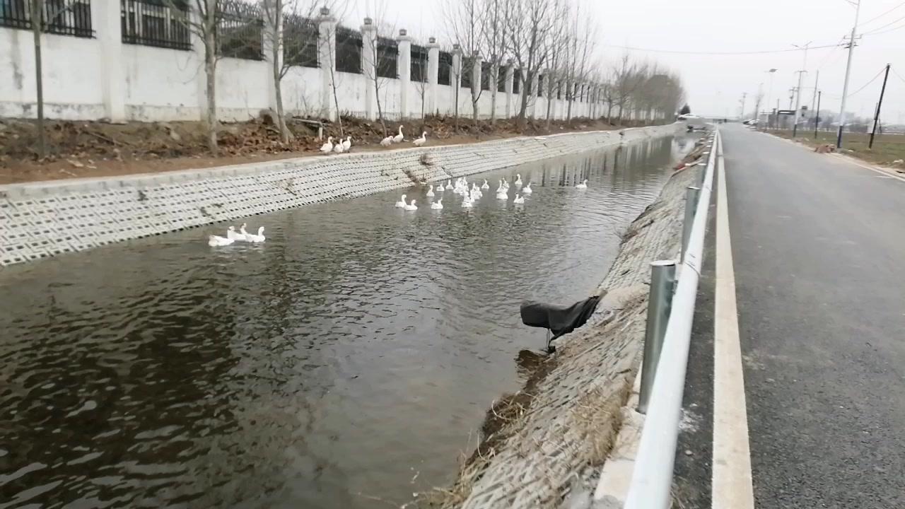 从小就会背“白毛浮绿水，红掌拨清波”，每次看到白鹅在水里游，总觉得这画面像是从诗
