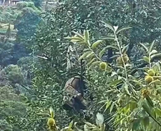 28岁男子上树被自带绳子缠脖身亡很多人可能觉得，取蜂蛹、摘果子这类农村常见的活儿