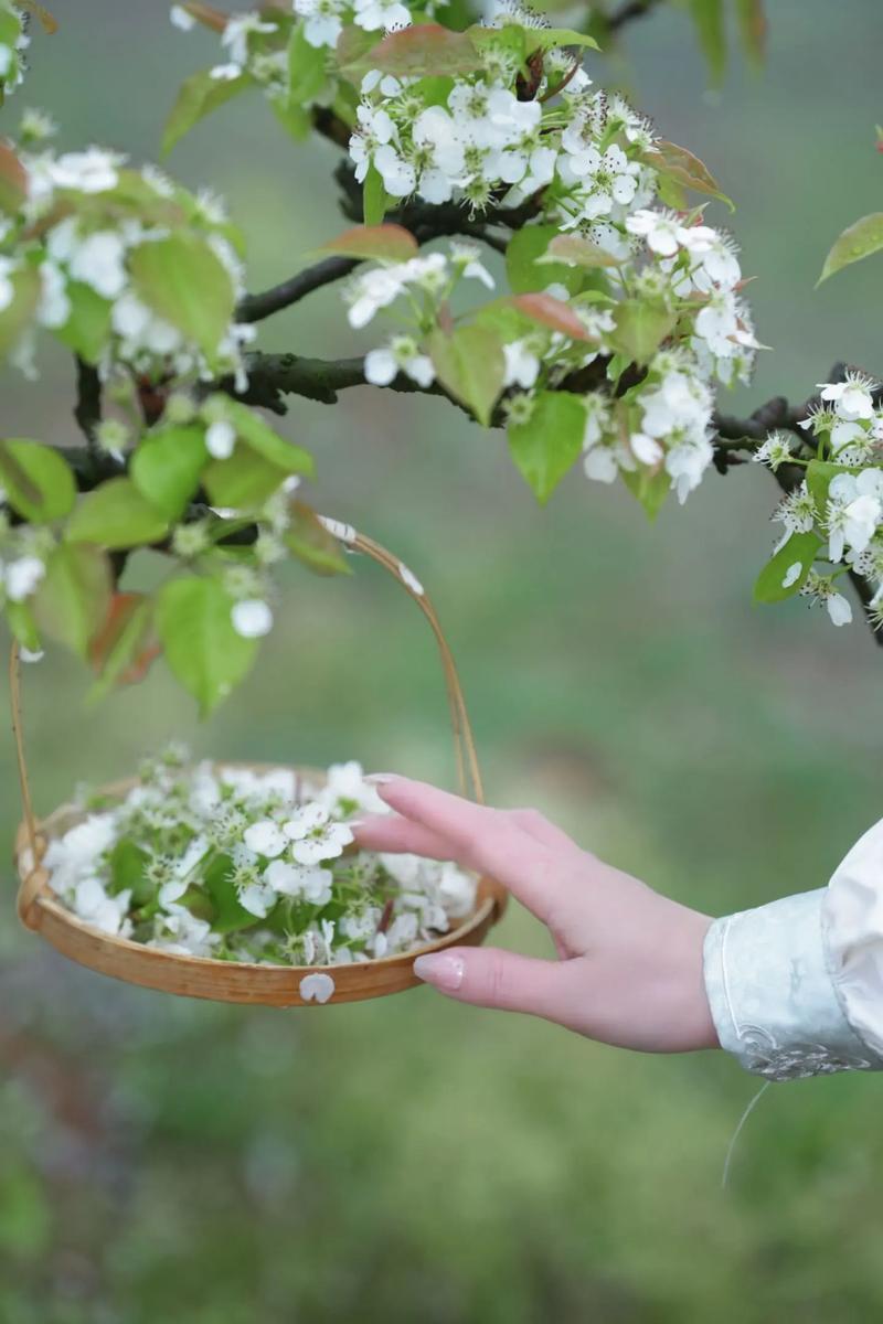 下联：柳絮随风柳眼舒

赏析： 上联“梨花带雨梨涡笑”巧用“梨”字双关，以梨花喻