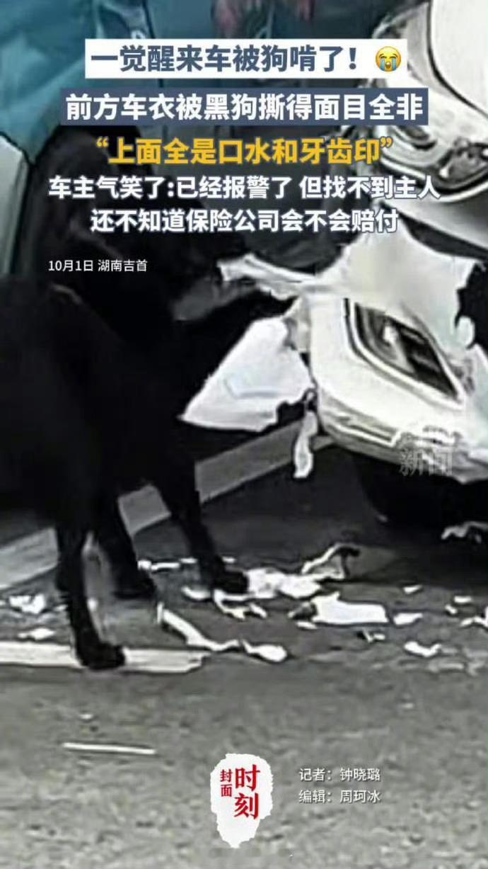 车被黑狗啃到面目全非车主也是倒霉能不能喜提新车全靠保险公司怎么定损了[笑cry]