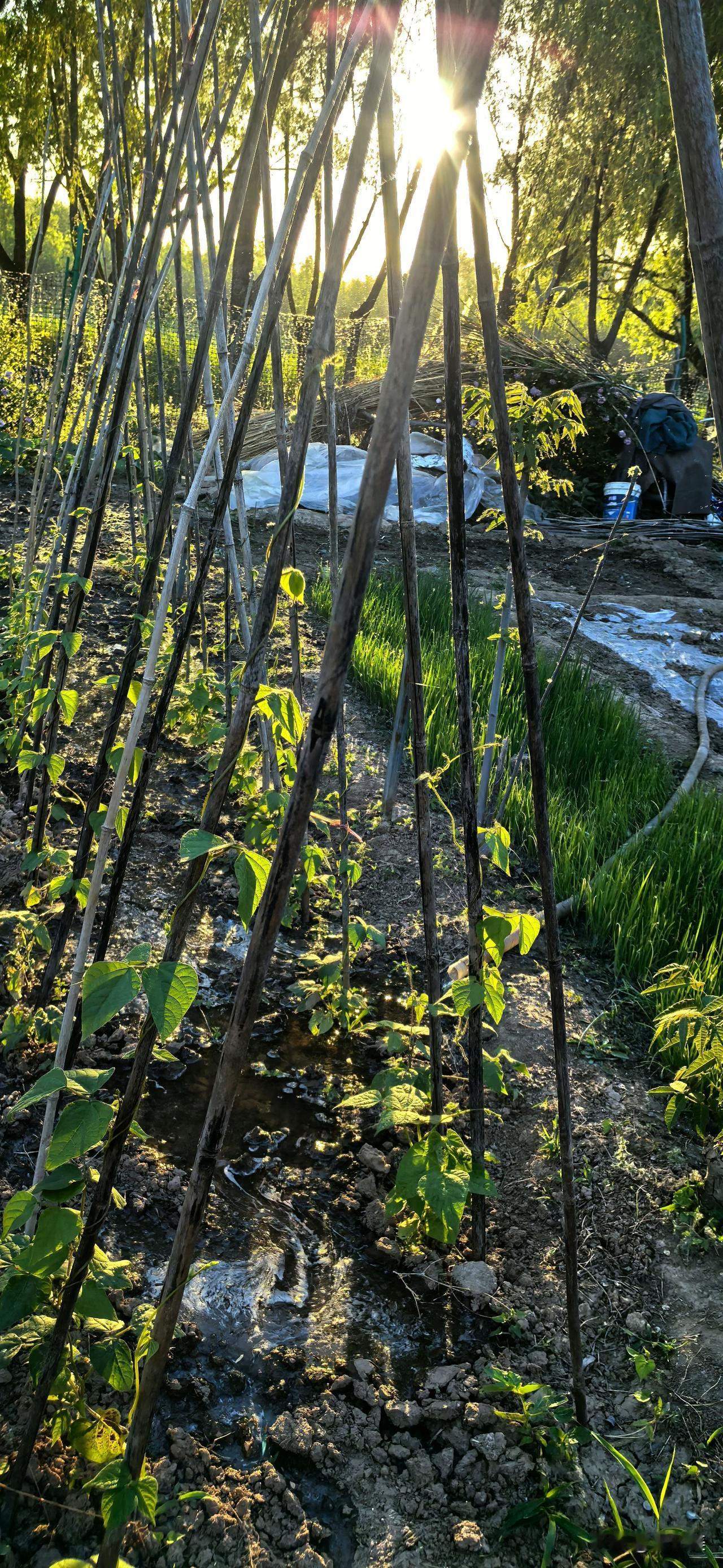 鹧鸪天·园居闲意

晓汲清渠灌菜畦，晚随落日踏芳堤。
藤牵竹架风初软，霞染云天日