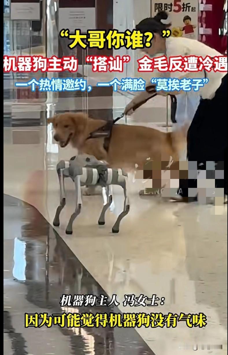 “笑疯了！机器狗热情‘搭讪’金毛，结果金毛的反应绝了！
 
商场里，机器狗兴冲冲