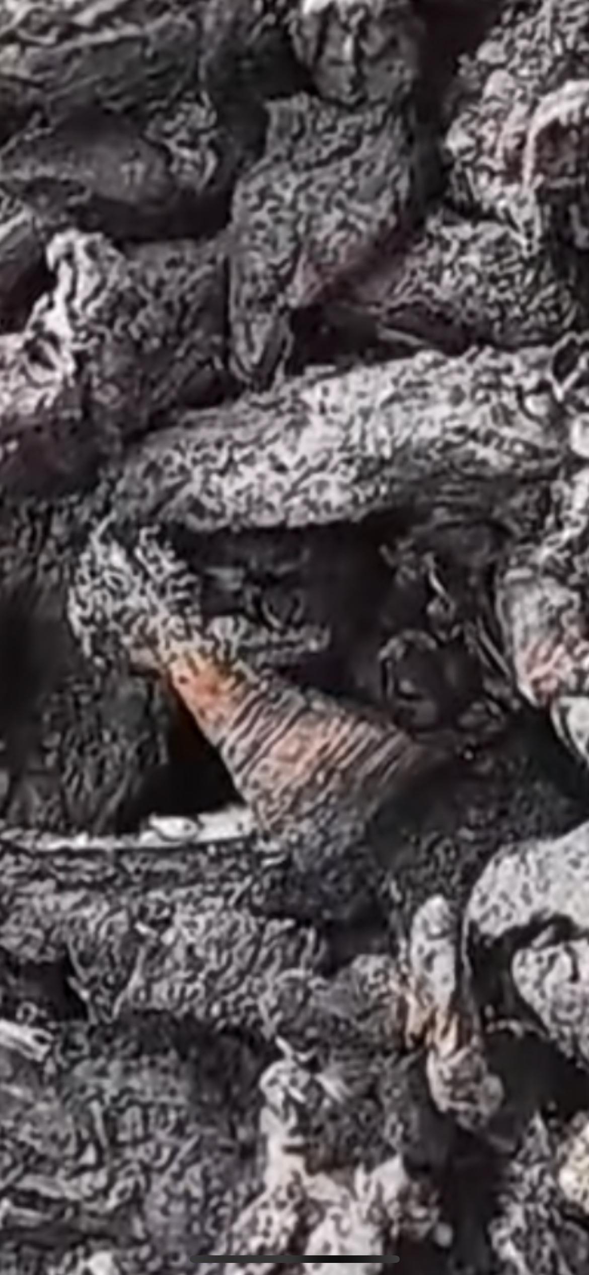 近日贵州，女子买了7头猪做烟熏肉 熏了三天把棚子烧着了 ，肉也烧黑了 ，一共损失