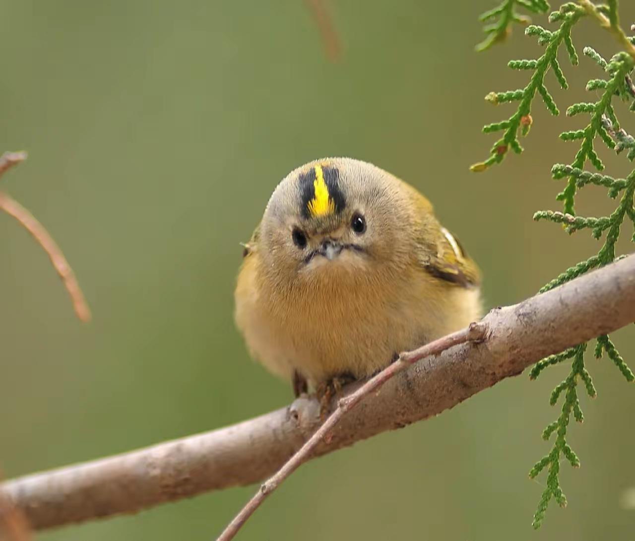 有人知道这是什么鸟吗自然界中的鸟类 猜猜猜是什么鸟 野生鸟类