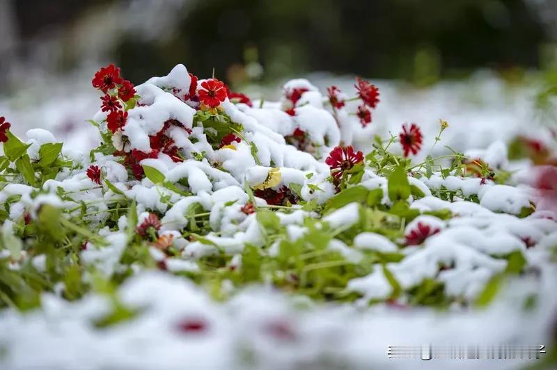 看到“雪落无声铺玉毯”这个上联，瞬间感觉画面感十足，仿佛眼前就是东北那被雪覆盖的