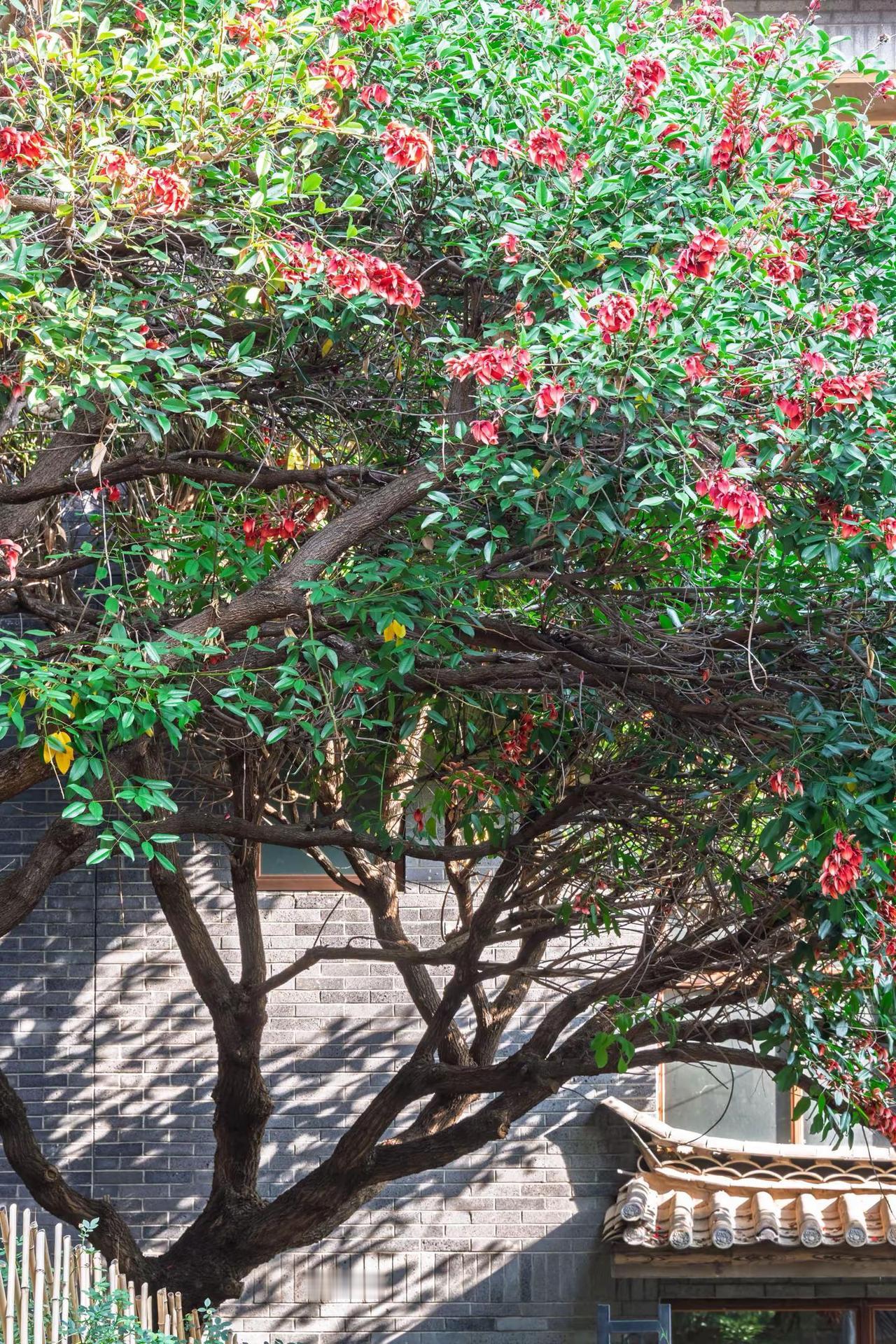 昆明富民上河院蓝花楹。昆明富民上河院蓝花楹