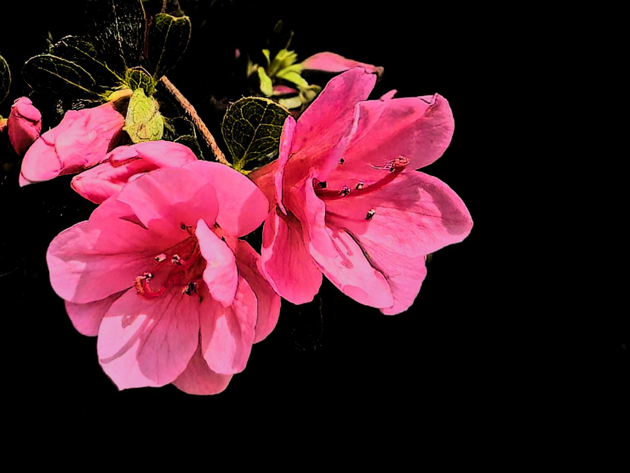 杜鹃花是我家乡丹东市市花，1972年尼克松访华曾做为国宾花赠送，并多次获得过全国