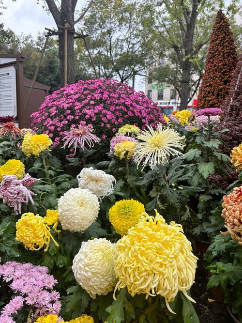 菊花不光色泽鲜艳夺目，令人百看不厌，尤其是各地每年一次的菊花展，那是总是人头攒动