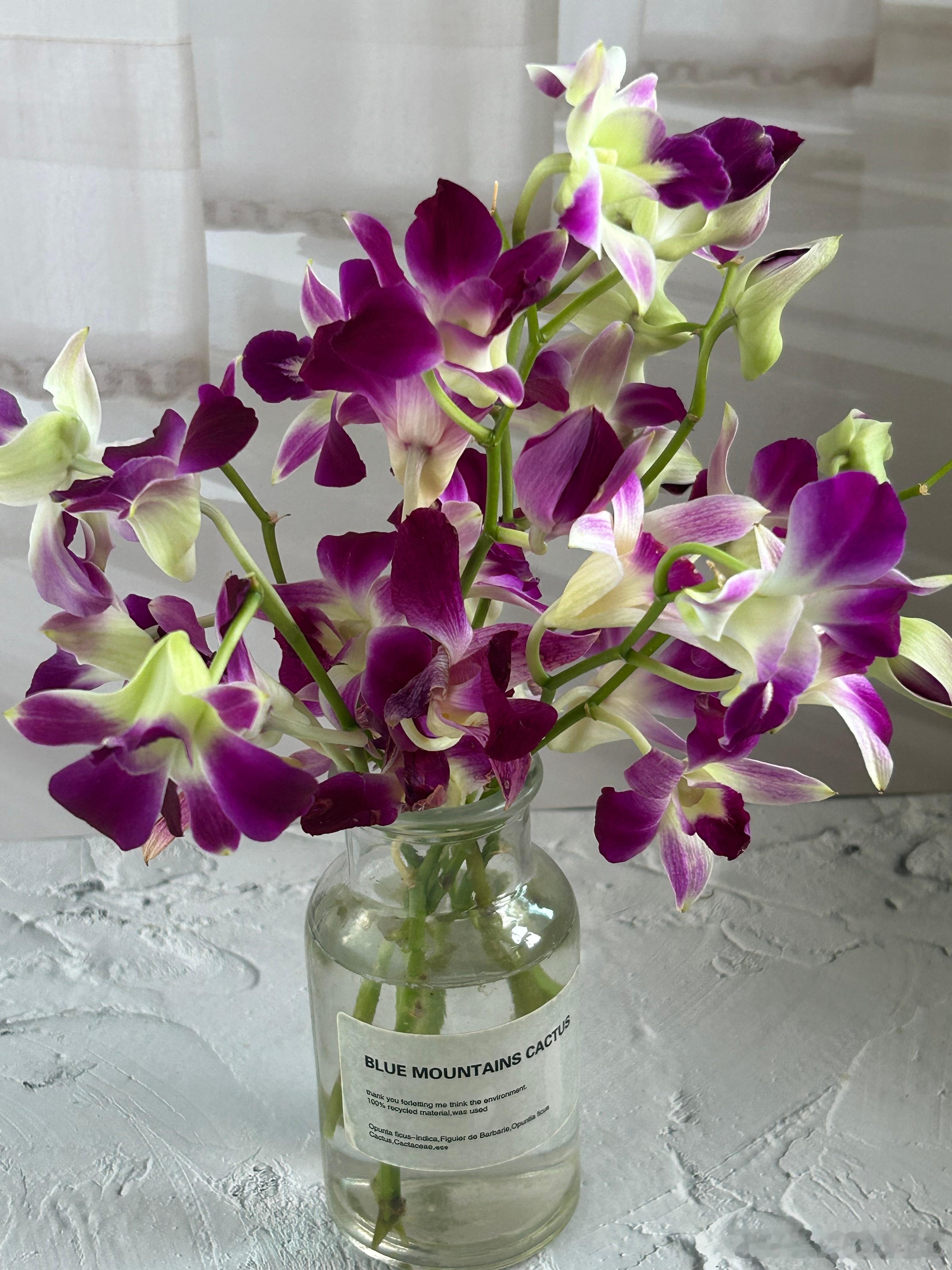 #鲜花# 养了20.多天的洋兰依然开得旺盛，没有凋谢的迹象，越开越好看啦，这花期