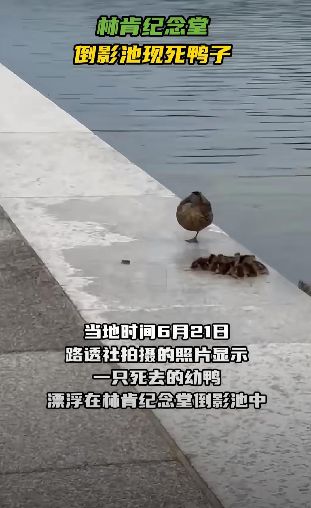 鸭子的命不是命？林肯纪念堂倒影池的鸭子去见上帝了。前几天相关工作人员将大量过氧化