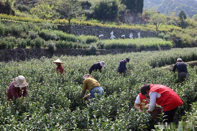 台州这个共富茶坊让深山茶香飘出好价钱 荒野茶不再是“养在深山人未识”，雷峰乡的茶