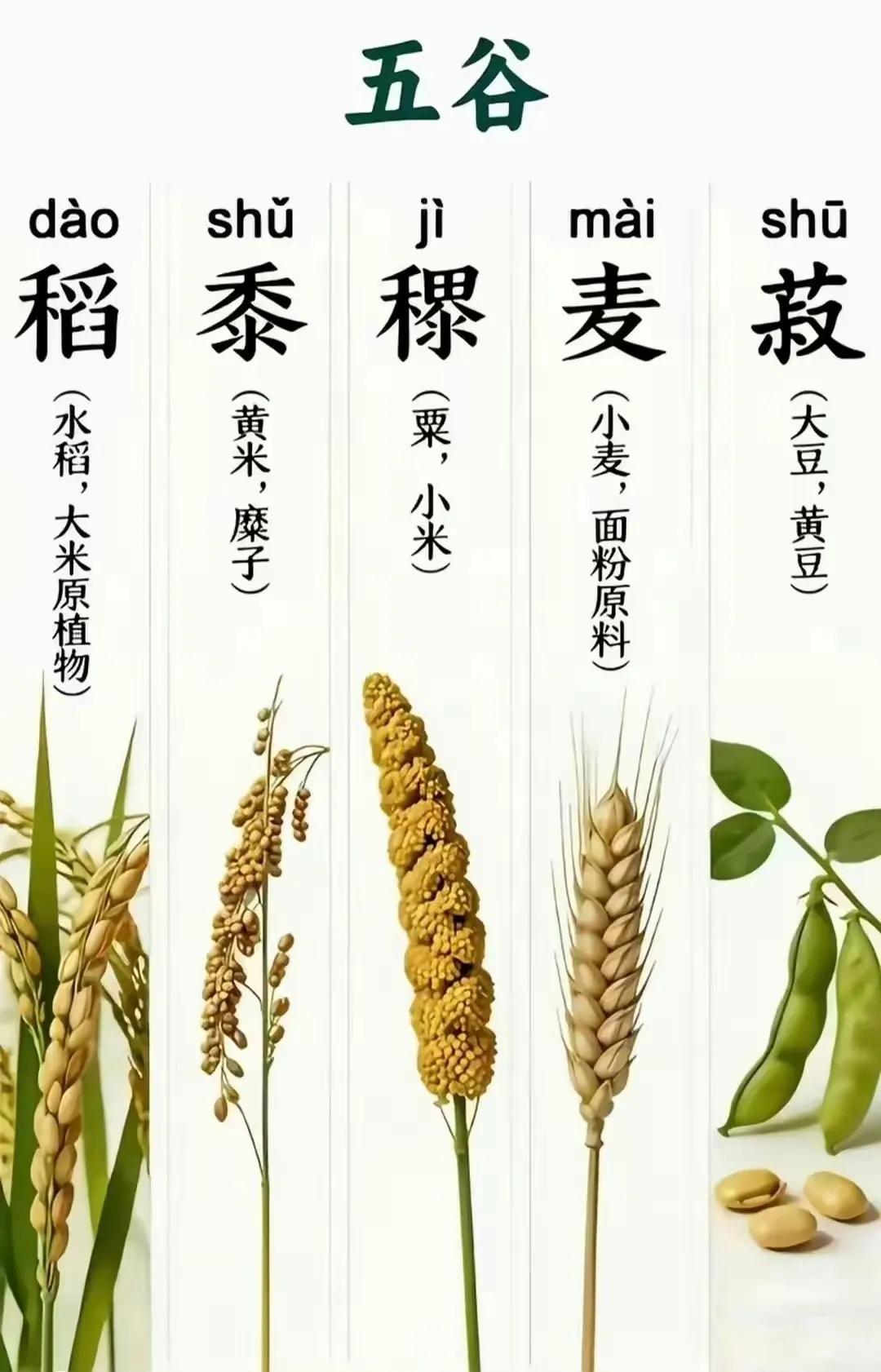 “五谷不识”“五谷丰登”指哪五谷？古人常说某个人五谷不识，指他缺乏常识。“五谷”
