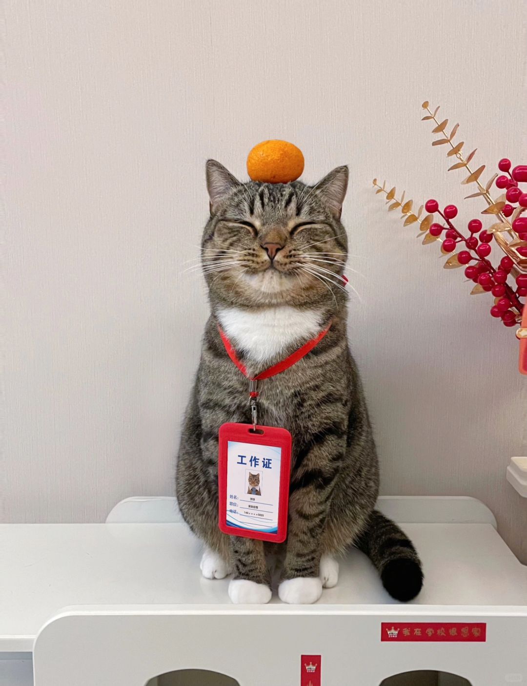 自从养了猫，特别能理解朋友圈晒娃的！