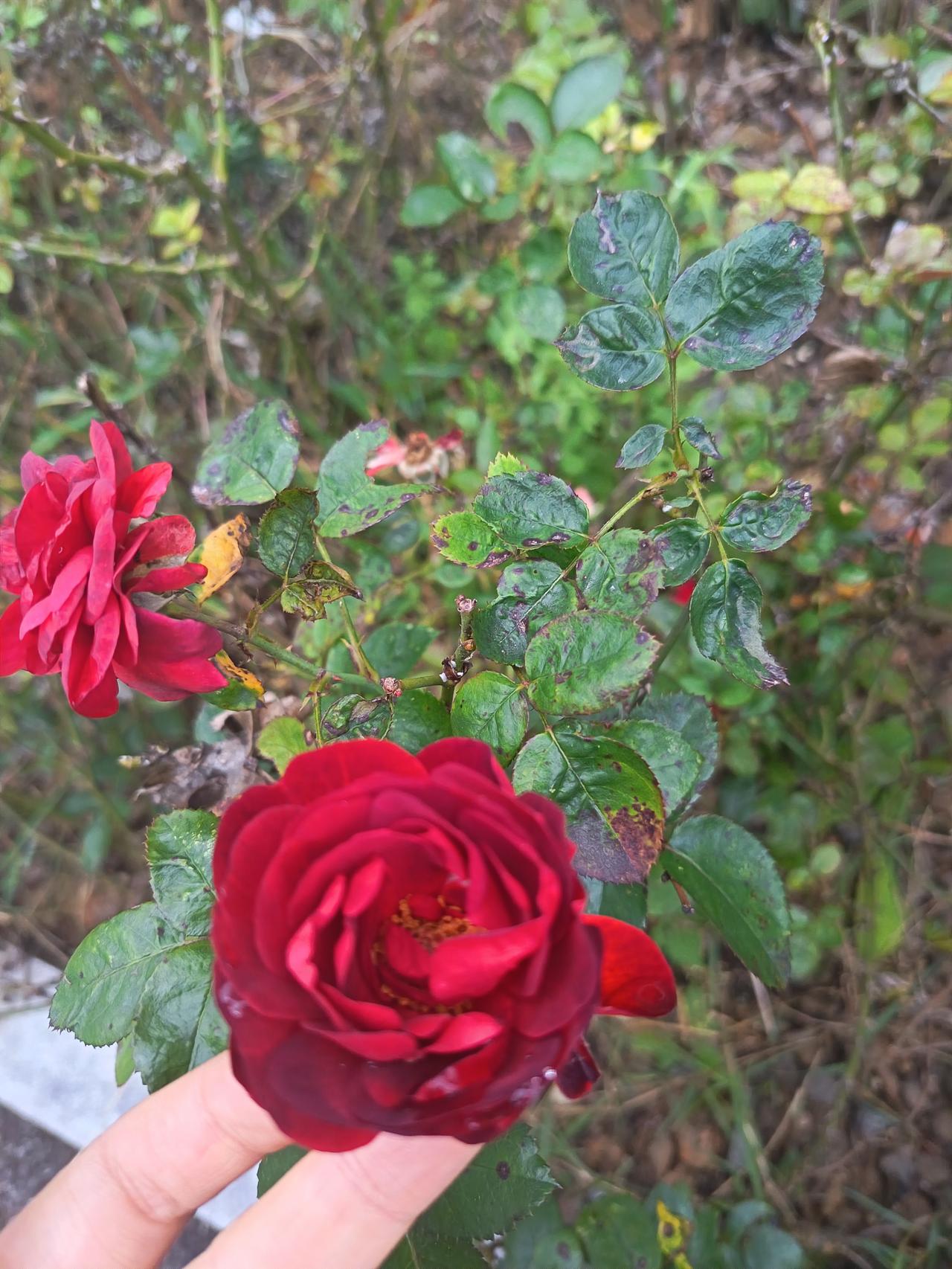 它偏生在带些斑驳的叶间，深绿的脉络沾着细碎的褐斑，倒衬得这朵月季像偷藏的朱砂。旁