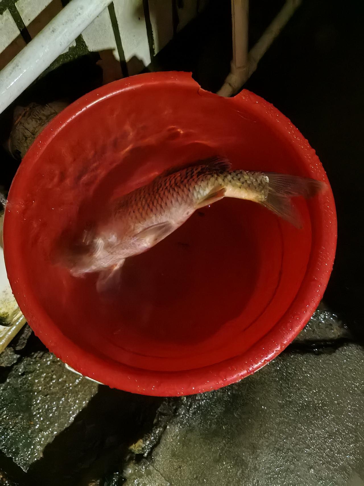 今年邻居钓鱼很厉害，基本2~3天就能钓到一次。刚刚邻居钓鱼回来，又给了我一条，明
