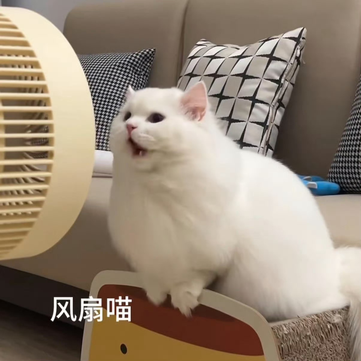 风扇小咪来到2.0 