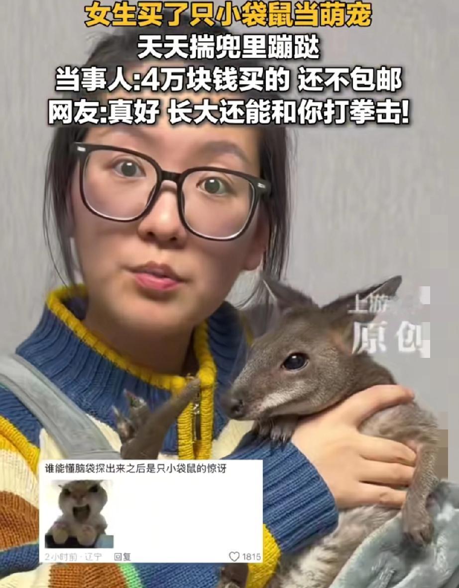 谁看了不傻眼啊！
陕西一女孩瞒着家人花4万买只袋鼠，妈妈回家瞅见客厅里蹦跶的稀罕