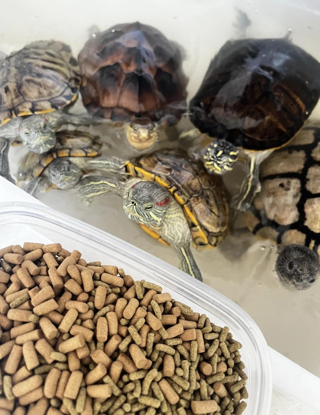 开饭啦
小乌龟日常 龟龟 吃饭时间到了