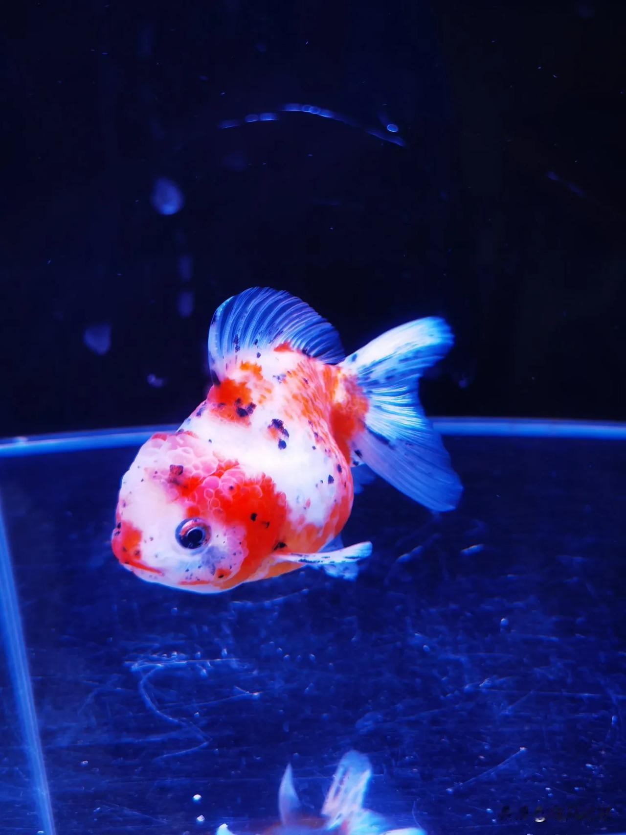 一句话记录冬日心情看泰狮金鱼摇曳一缸清水，所有的烦恼都随它的尾鳍散作涟漪。[比心