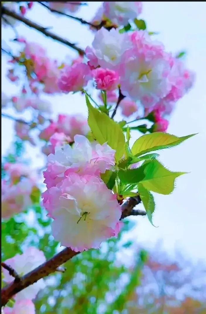 四月即将落幕，迎来浅夏五月。

春色依然盎然，春水依旧润眸，一川烟雨，一坡花红，