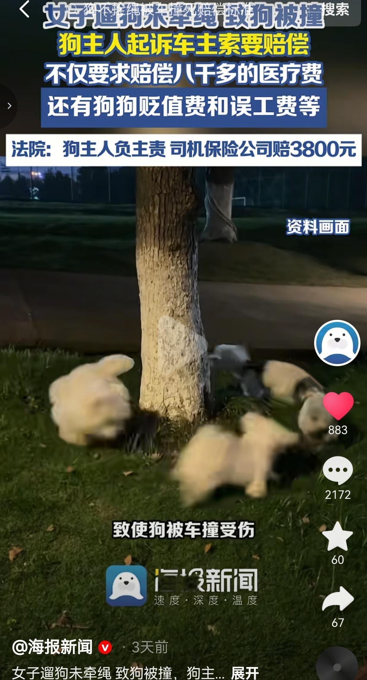 遛狗未牵绳，狗狗被车撞伤，主人起诉车主索赔，法院判了
 
北京的杨女士，在河边遛