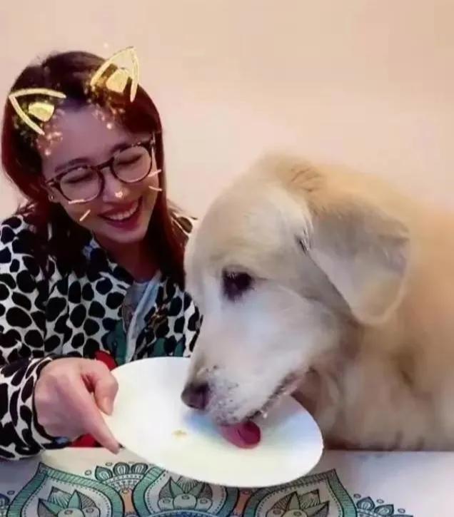 周海媚是真的很喜爱动物，她去世那一刻最放心不下的估计是她养的这几条宠物狗。她一个