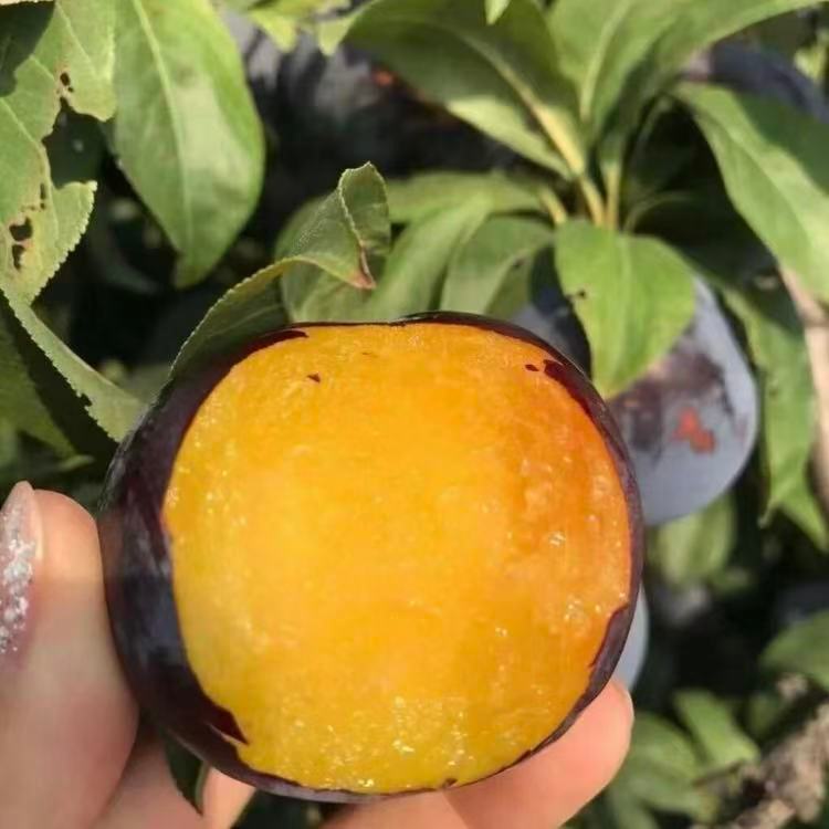 夏季必吃的神仙黑布林  果肉细腻 脆吃酸甜爽口软吃软糯香甜每年就盼这一季的树上熟