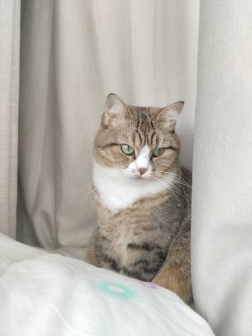 此猫如大美女一般<span class=