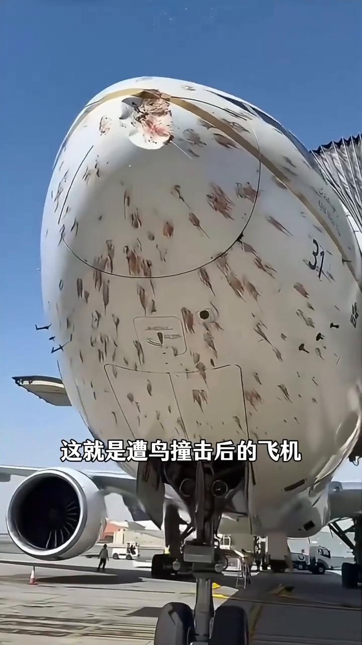 这就是遭鸟撞击后的飞机，因为飞机高速飞行时根本来不及避让，只能撞上去。因此飞机的