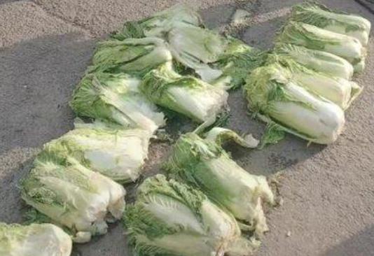 半挂车倒车压坏20棵白菜，菜主先要5000，看司机好欺负又加到1万，僵持4个多小