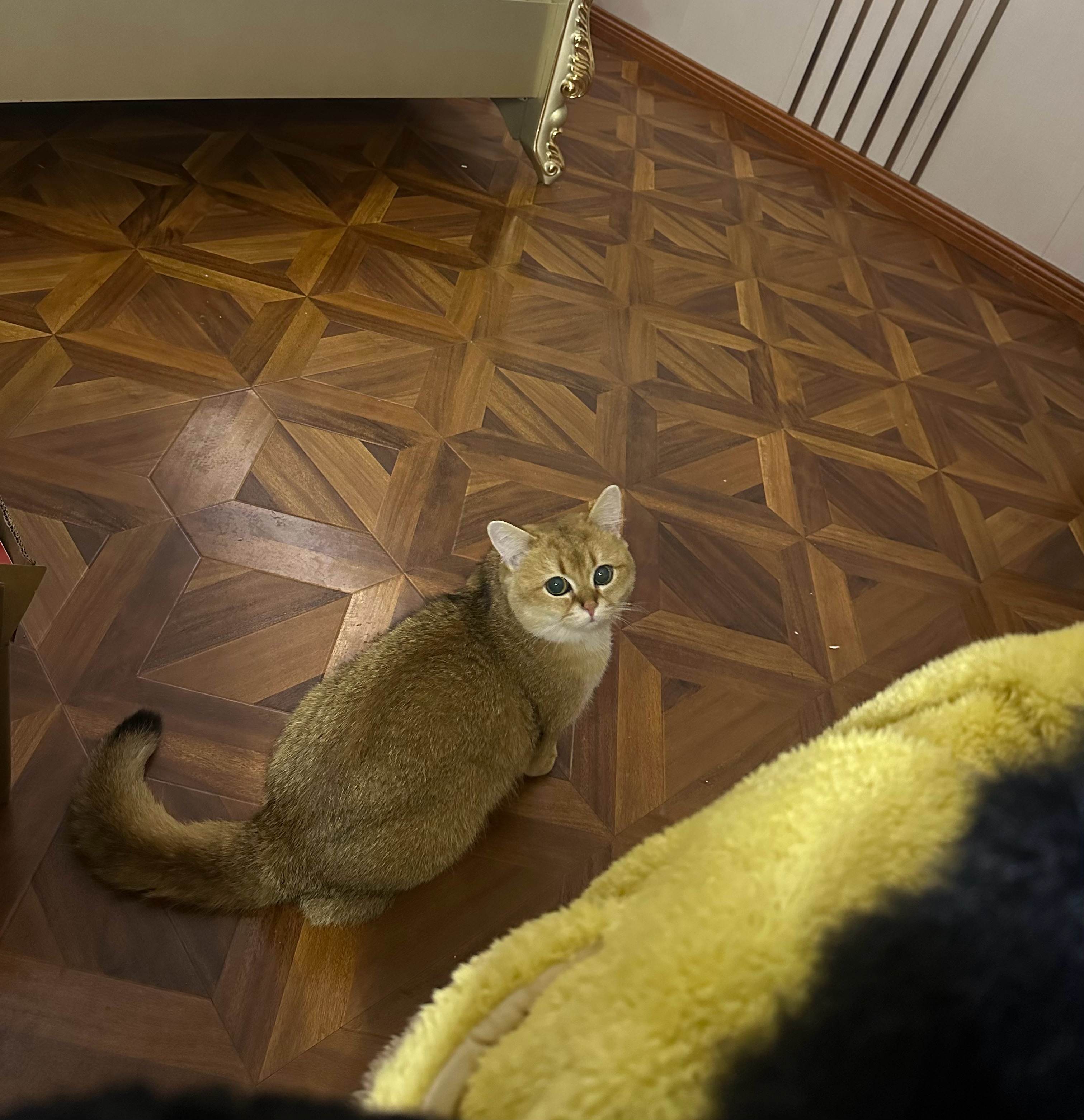 默默陪着我的🐱 波比， 明天开始你就是留守儿童了 ​​​