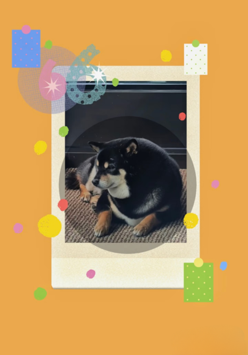 六斤圆圆 