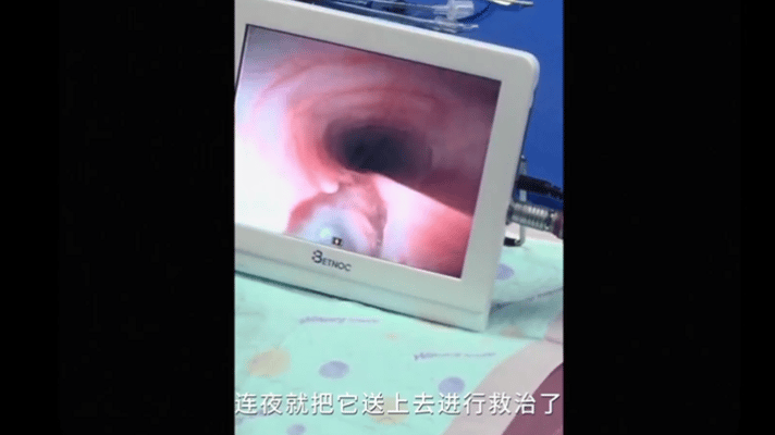 广东的0元宠物救护车🚑 真的被狠狠治愈了！广东0元宠物救护车太暖心，杨航医生跨