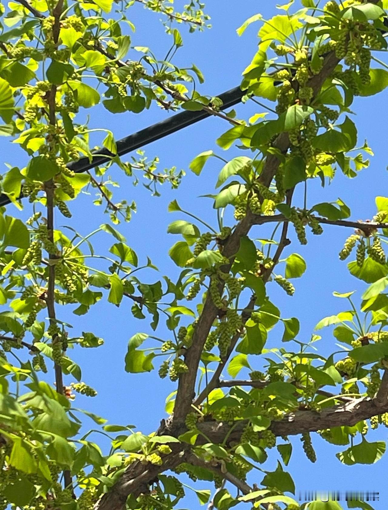 分享你手机里的树北方的春天刚来到，一日有四季，多彩的世界，可以有多彩的生活。