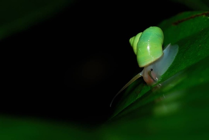 【有蜗牛慎入~】像苹果一样拥有小清新配色的青山蜗牛