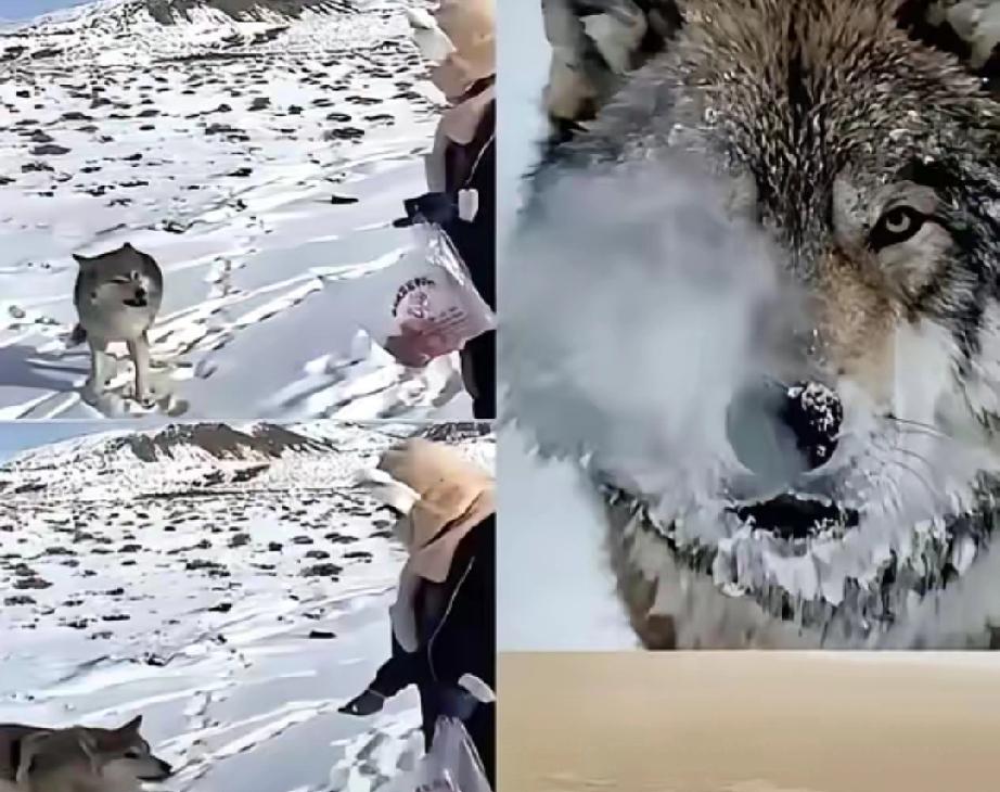 新疆奇台有个牧民，当年放生一只小狼时随口唠叨了一句：“以后老了混不下去就回来，我