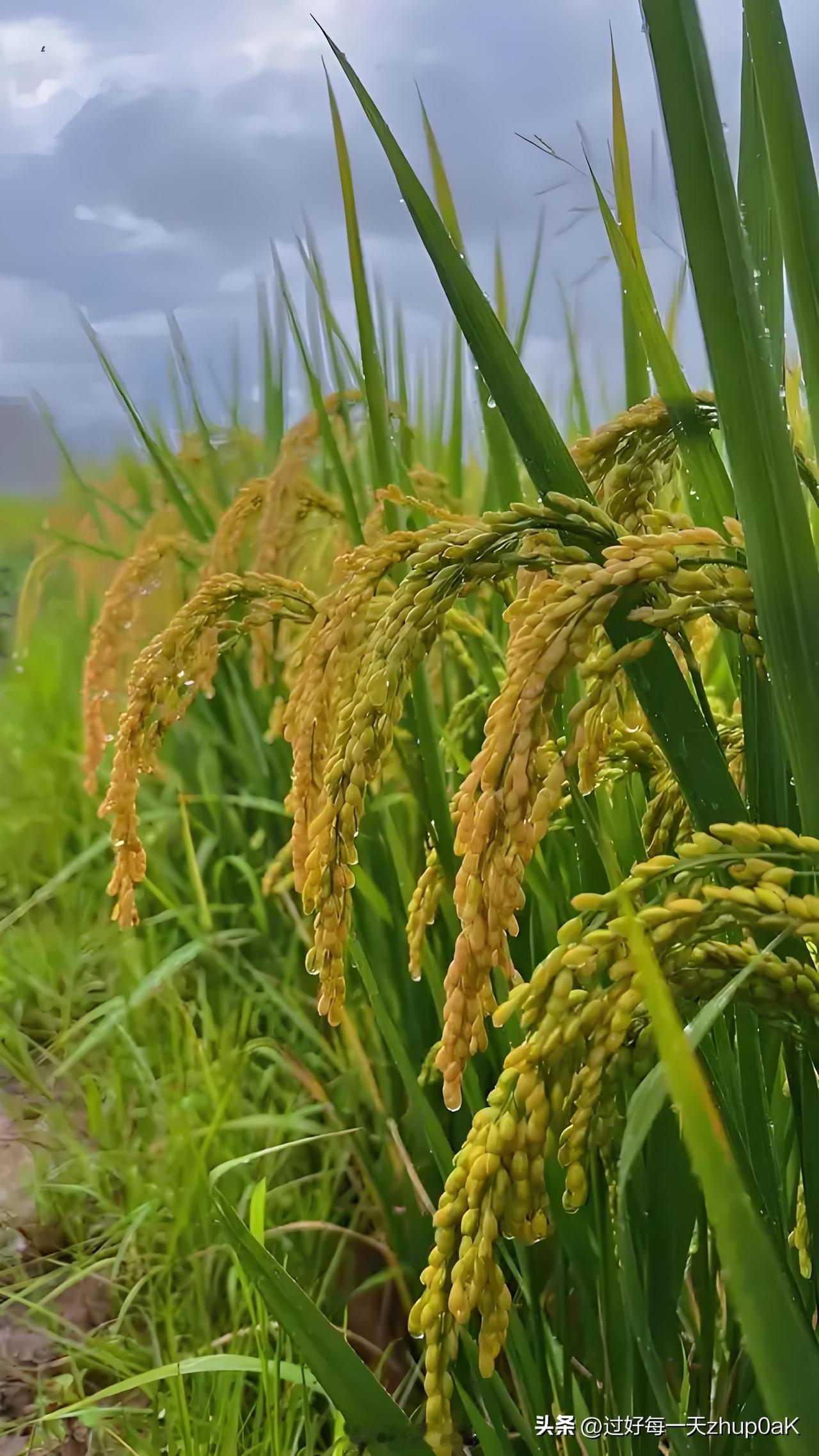 《初秋喜雨 其二》
——宋·赵奉
柴门过雨稻花香，
一抹轻烟锁绿杨。
四句吟成谁