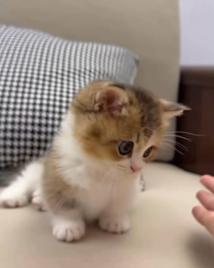 小猫是这个世界上最可爱的生物我爱小猫 