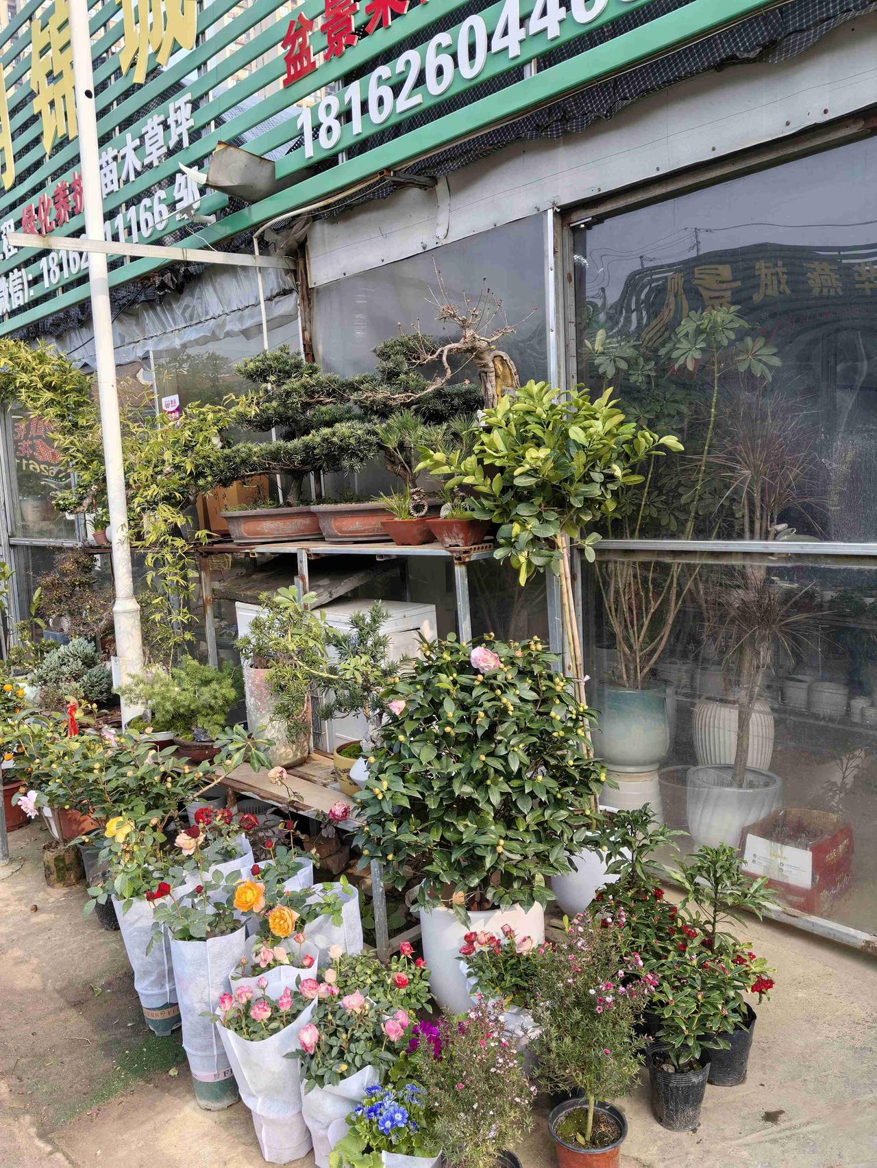 带定位晒今日生活 今日状态轻松愉快，白沙洲这大晴天太给我生活加彩了！我来白沙洲花